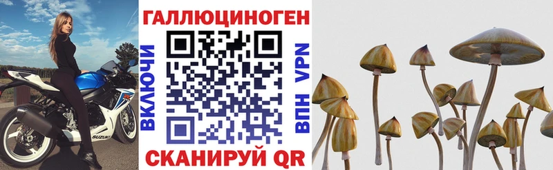 Галлюциногенные грибы Psilocybe  наркота  Железногорск 